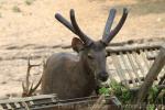 Indochinese sambar deer