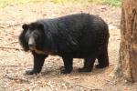 Asian black bear