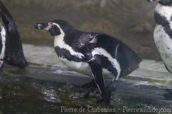 Humboldt's penguin