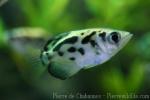 Zebra archerfish