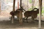 Aoudad