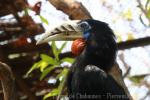 Rufous-necked hornbill