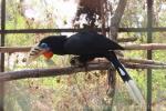 Rufous-necked hornbill