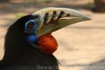 Rufous-necked hornbill