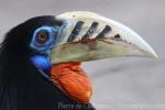 Rufous-necked hornbill