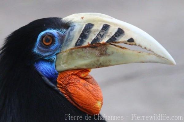 Rufous-necked hornbill