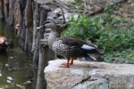 Indian spot-billed duck