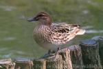 Garganey
