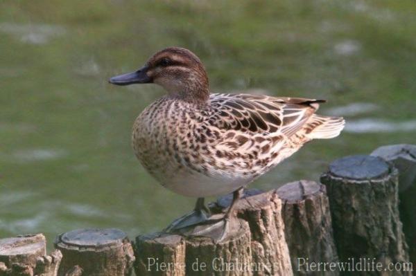 Garganey