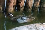 Garganey
