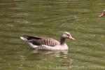 Eastern greylag goose