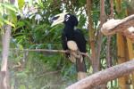 Oriental pied hornbill