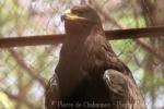Indian spotted eagle