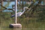 Asian grey heron