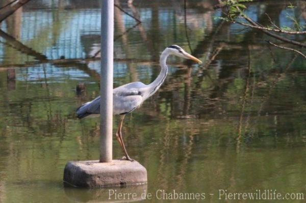 Asian grey heron