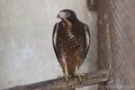 White-eyed buzzard