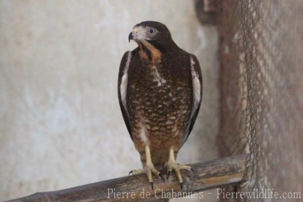 White-eyed buzzard