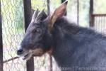 Indochinese serow