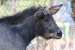 Indochinese serow