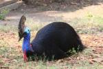 Southern cassowary