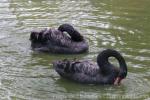 Black swan