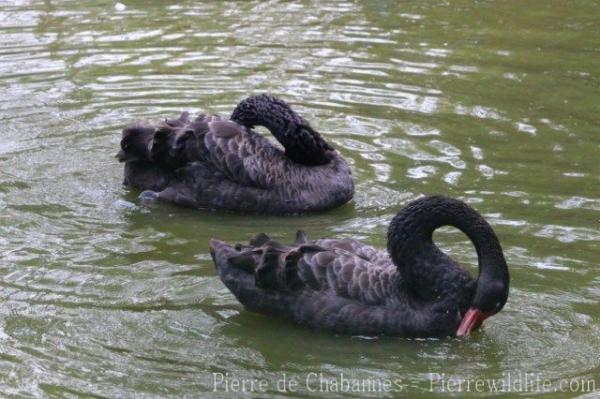 Black swan