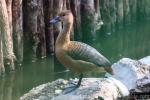 Lesser whistling-duck