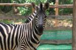 Grant's zebra