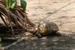 Burmese star tortoise