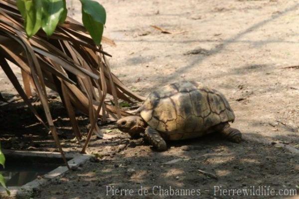 Burmese star tortoise