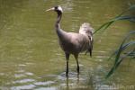 Common crane