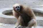 Western hoolock gibbon