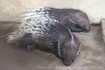 Malayan porcupine