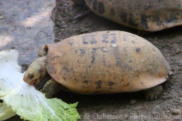 Elongated tortoise