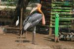 Greater adjutant