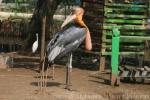 Greater adjutant