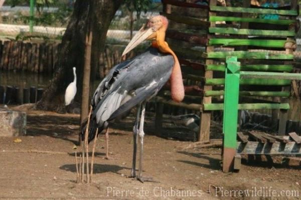 Greater adjutant