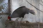 Kalij pheasant