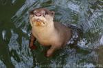 Smooth-coated otter