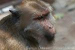 Crab-eating macaque