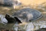 Burmese brown tortoise