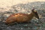 Northern red muntjac