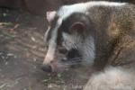 Masked palm civet