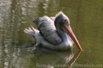 Spot-billed pelican