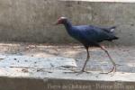 Indochinese swamphen