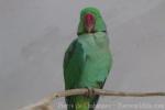 Alexandrine parakeet
