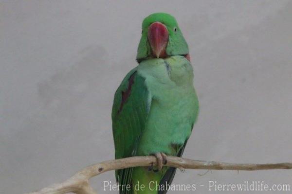 Alexandrine parakeet
