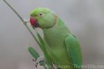 Rose-ringed parakeet