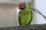 Blossom-headed parakeet