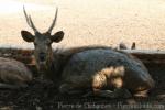 Indochinese sambar deer